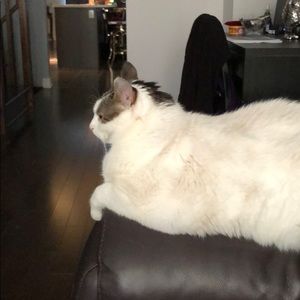 Meet your Posher, Jennifer